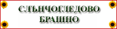Sunflower Flour